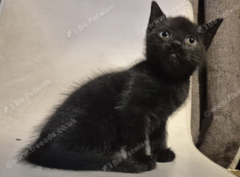 8 week old kittens
