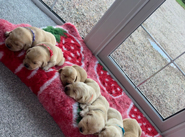 Golden&Yellow Kc registered Labrador Retrievers