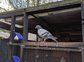 Long distance racer pigeon for sale