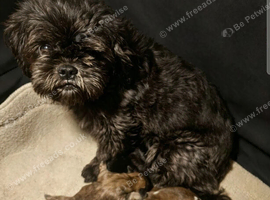 Shihtzu puppys