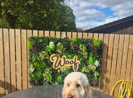 Cockapoo for stud