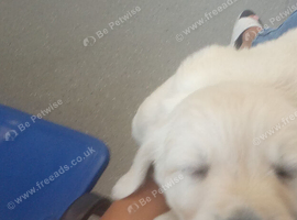 Golden retriever puppies KC reg