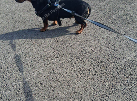 dachshund