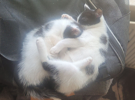 Kittens for sale urgent ready to leave today
