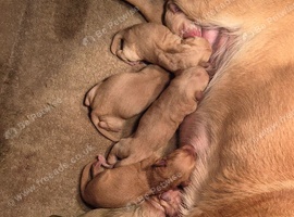 Yellow labrador pups