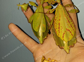Leaf Insect (Phylluim Philippinicum) PSG 278
