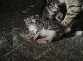 Female kittens