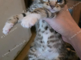 Beautiful Bengal Cross Kittens
