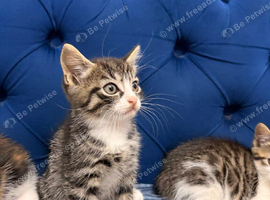 Beautiful Grey Tabby Boy Kitten Lookong for His Forrver Home