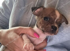Boston terrier cross jack rusell
