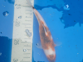 japanese koi goromo 20cm