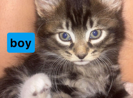 Kittens looking for a new home