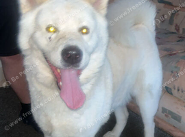 AKITA FOR SALE