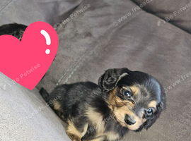 2 longhair mini dachshund boys