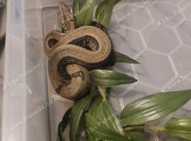 Beautiful boa babies