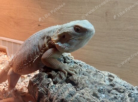 Bearded dragon