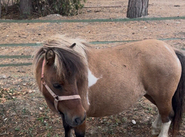 Super 31&rdquo; registered mare