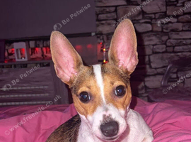 Urgent home needed