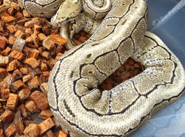 Adult proven breeder female royal python