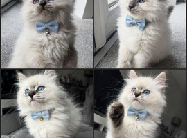 Champion bloodline siberians