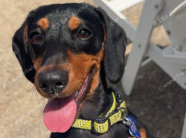 Lovely Dachshund Female Puppy