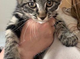 Maincoon/ragdoll female kitten