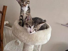 BENGAL