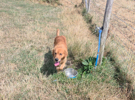 Golden retriever