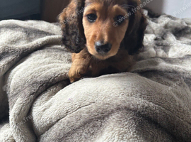 X2 KC REGISTERED Long Haired Miniature Daschund puppies looking for there forever home.
