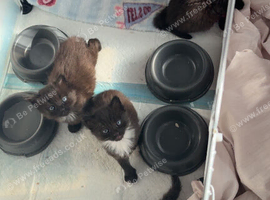 kittens