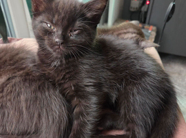 Beautiful sisters looking for their forever home
