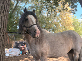 STUNNING DUN STALLION