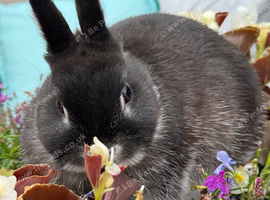 Netherland dwarf bunny rabbit buck