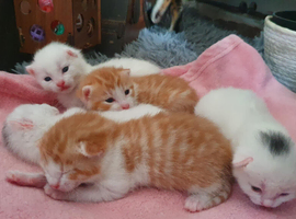 Bengal cross kitten