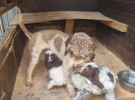 Cocker spaniel X Lagotto Romagnolo pups