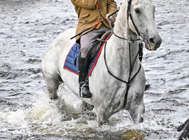 Paddy 17hh grey thoroughbred gelding