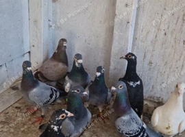 Racing pigeons