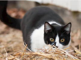 WANTED BARN OR FERAL CATS
