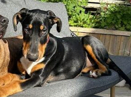 Doberman X English Bull Terrier