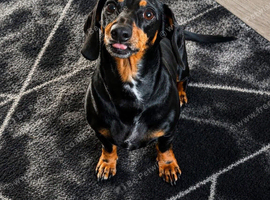 3 year old miniature dachshund please read description