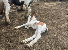 Lovely mare and foal for sale
