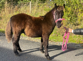 Registered standard Shetland