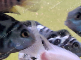 Blue polar parrot fish (short and long body)