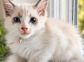 Two Gorgeous Ragdoll Kittens Ready to Leave!