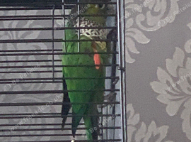 Black caped conure