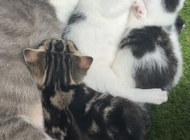 Kittens