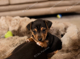 Mini Jack russels