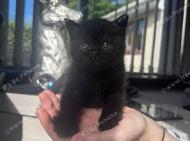 REDUCED  rare  black  pure BHS kitten