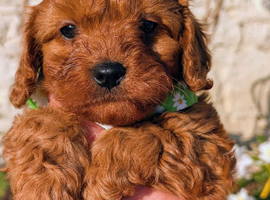 ️ ️ Stunning Ruby Red F1b Miniature Cavapoo Teddy bear Pups