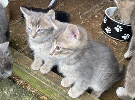 grey kittens ( ready now) PLEASE CHECK LOCATION